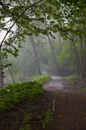 Dirt road among trees on a rainy summer day.の写真素材