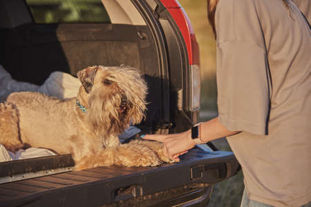 dog sitting in car trunk with luggage. Irish soft coated wheaten terrier.の写真素材