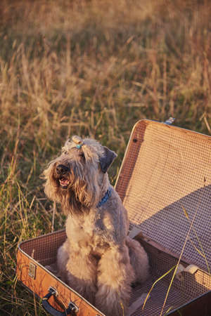 Irish soft coated wheaten terrier. A fluffy golden dog sits in a vintage suitcase in a field, illuminated by the rays of the setting sun.の写真素材