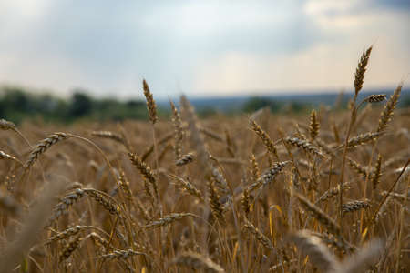 Wide fields of ripe golden wheat against the sky.