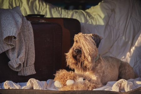dog sitting in car trunk with luggage. Irish soft coated wheaten terrier.の写真素材