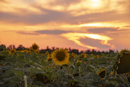 A field of flowering sunflowers at sunset. agriculture, harvest.の写真素材