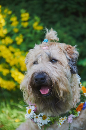 Fluffy Dog of the Irish soft coated wheaten terrier breed in a wreath of bright flowers in a green clearing.の写真素材