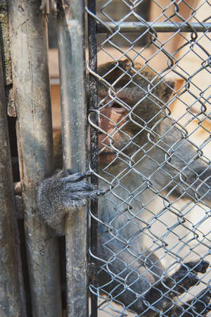 A monkey in a cage at the zoo. Focus on the monkey's paw stuck in the crack.の写真素材