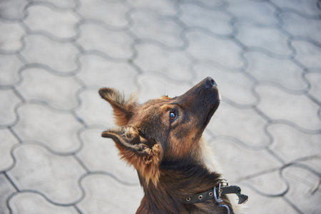 Portrait of a shaggy mongrel puppy, carefully looking somewhere.の写真素材
