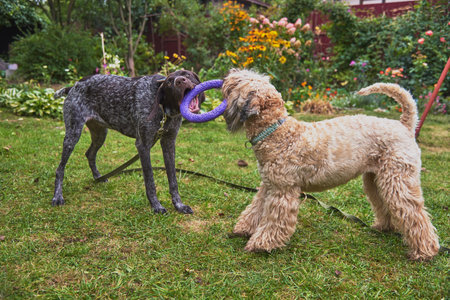 Two dogs, a German shorthaired pointer and an Irish wheaten soft-haired terrier, play with a ring on...