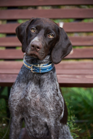 German Shorthaired Pointer,Portrait of Kurtzhaar against the background of a wooden bench in a public park.の写真素材