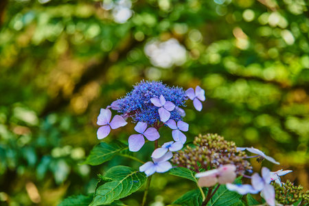 Lilac hydrangea flower on a green background of lush foliage. A symbol of summer, happiness and joy.の写真素材