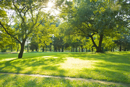 Sunny parkの写真素材