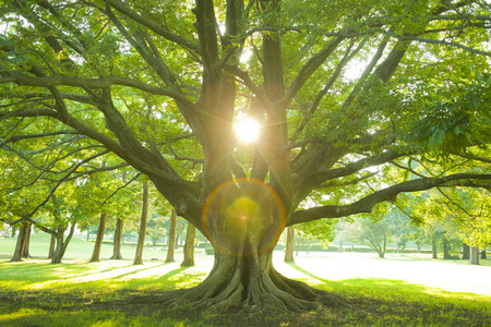 Park tree sunlightの写真素材