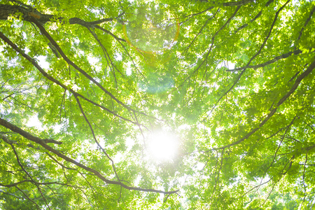 Forest treeの写真素材