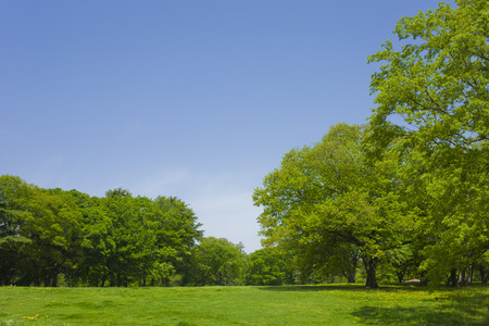 Sunny parkの写真素材