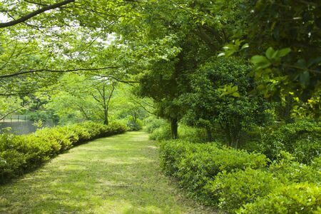garden pathの写真素材