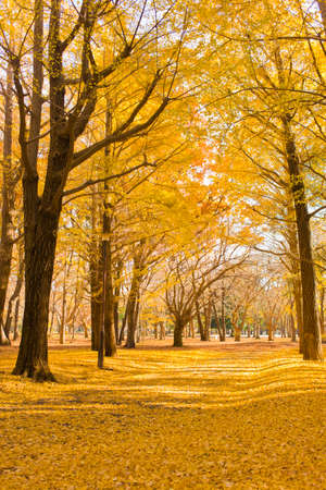 autumn parkの写真素材