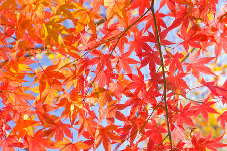 autumn leaves