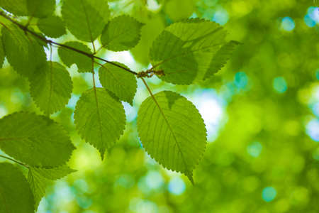 green leavesの写真素材