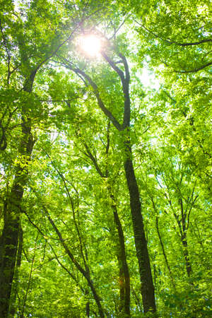 sunshine forestの写真素材