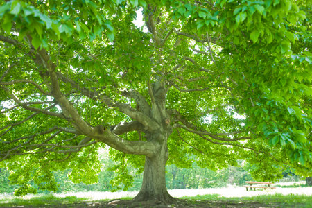 Treeの写真素材