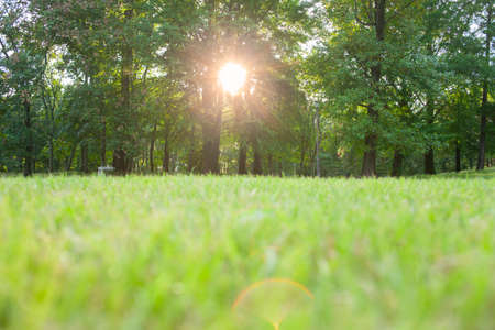 sunshine garden