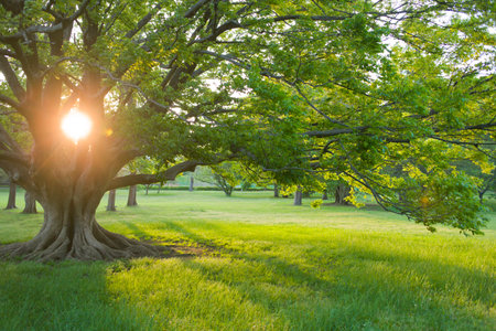 sunshine treeの写真素材