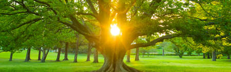 banner image of treeの写真素材