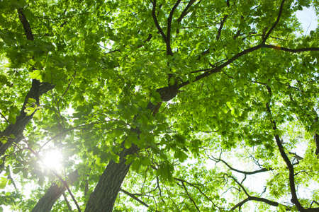 green forest
