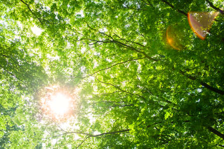 sunshine forestの写真素材