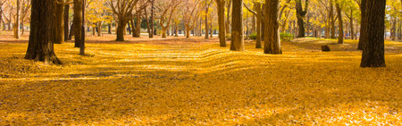 autumn parkの写真素材
