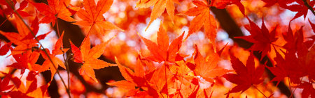 autumn banner imageの写真素材
