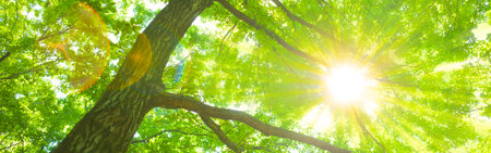 sunshine treeの写真素材
