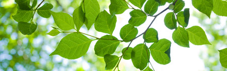 green leaves