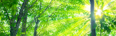 forest sunlightの写真素材