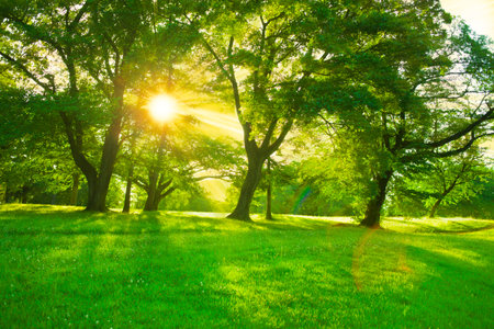 Forest Sunlightの写真素材