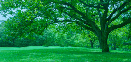green tree of banner image