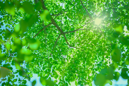 Green Parkの写真素材