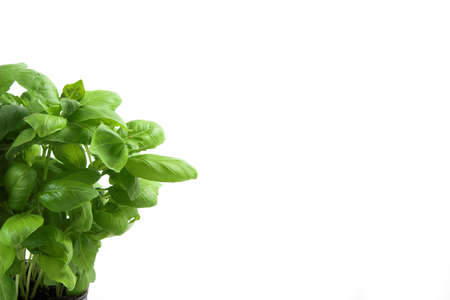 Green basil