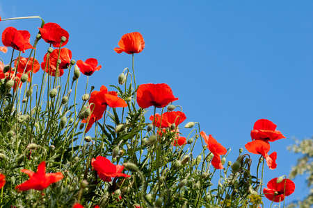 Poppy flowers background
