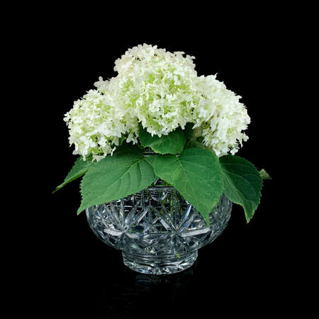 vintage crystal rose bowl on black backgroundの写真素材