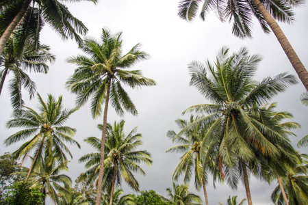 Coconut palms on the cloudy sky backgroundの写真素材