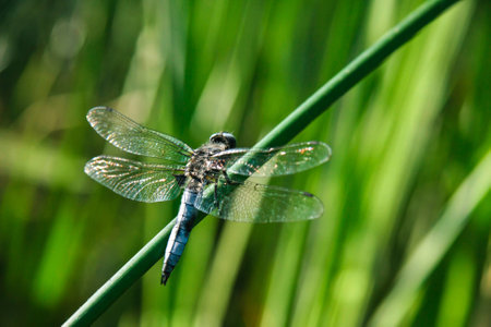 Blue dragonfly sitting, green bokeh background, closeup macroの写真素材