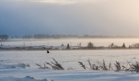 A black bird flying in winter mysterious snowy windy blizzard landscapの写真素材