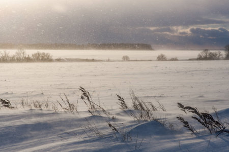 Blizzard sunshine and windy dramatic weather at winter meadows in Russia landscapeの写真素材