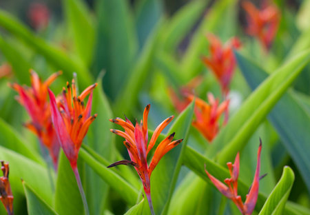 Strelitzia Reginae a bird of paradise flower, Bangkok, Thailand