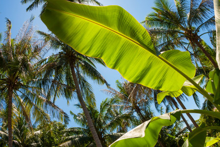 banana leaf, coconut palm trees and the shining sun, bottom view, in the tropical island Phangan, Thailandの写真素材
