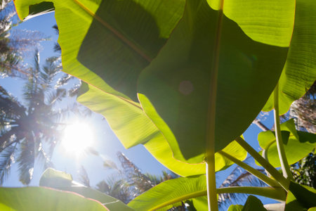 textured bright fresh banana leaf closeup for background with backlightの写真素材