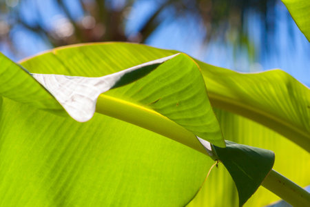textured bright fresh banana leaf closeup for background with backlightの写真素材