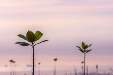young sprouts of mangrove tree in the sea or swamp at sunset in thailand, asiaの写真素材
