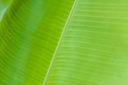 textured smooth fresh banana leaf closeup for background