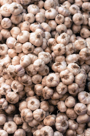 Pile of many white fresh garlic in the farmers market for sale from field for background. Close upの写真素材