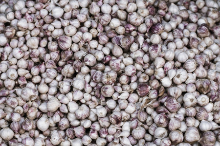 Pile of many fresh garlic in the farmers market for sale from field for background. Close upの写真素材